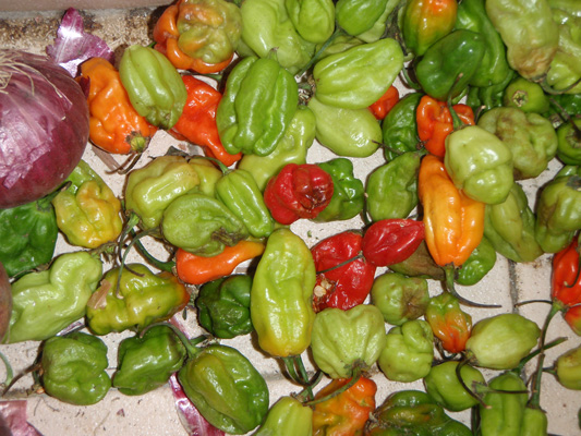 Peppers colorful