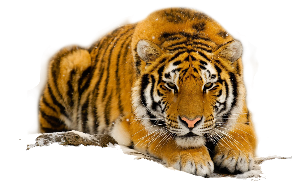 Endangered Species of the South China Tiger
