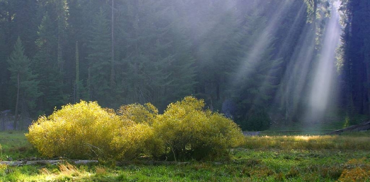 rays-on-the-meadow, sunlight