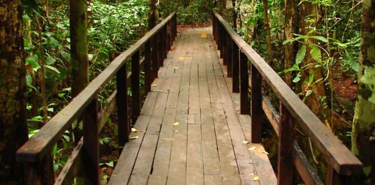 bridge, forest, path,